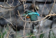 Ｋ川・カワセミ♀