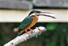 給餌で大忙しのカワセミ♀...