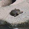 K川・猛暑日のスッポンは焼石の上で・