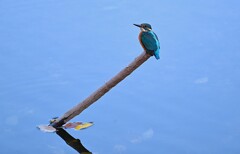 Ｋ川中流域・カワセミ♂若止まり木の先で