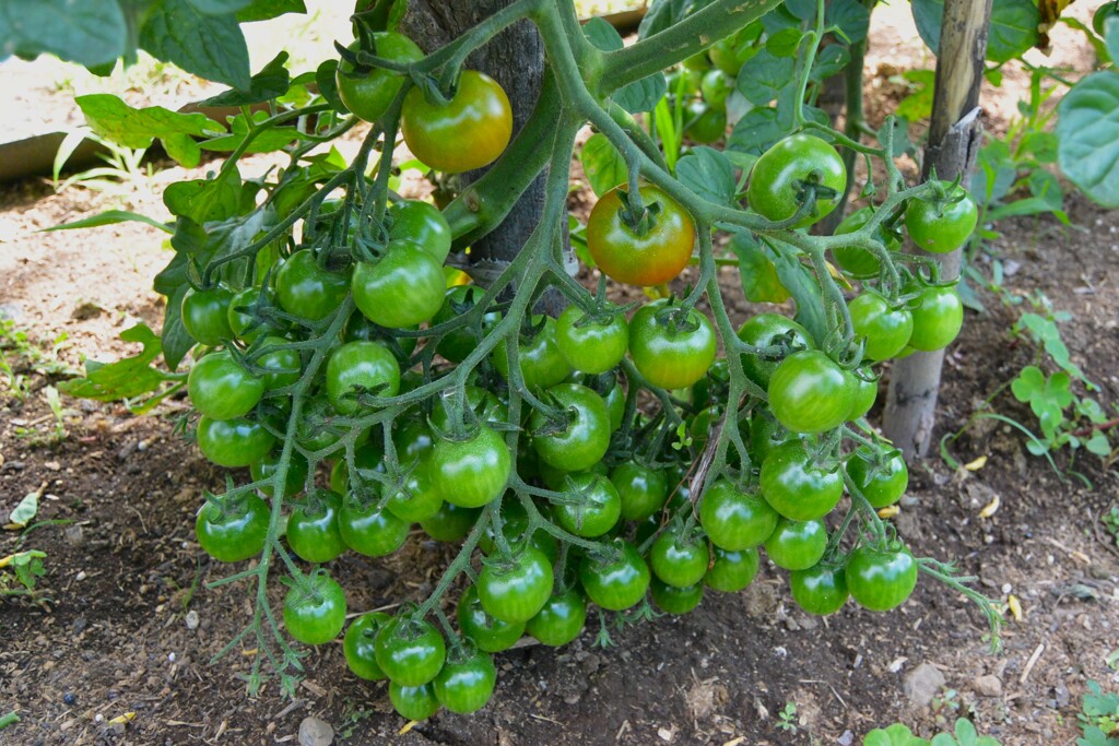 菜園・ミニトマト、たらこのように・・