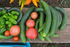 菜園・6月、ボコボコ採れるキュウリ