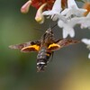 アベリアに来たホシホウジャク