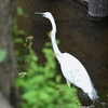 用水路・夏羽のダイサギ