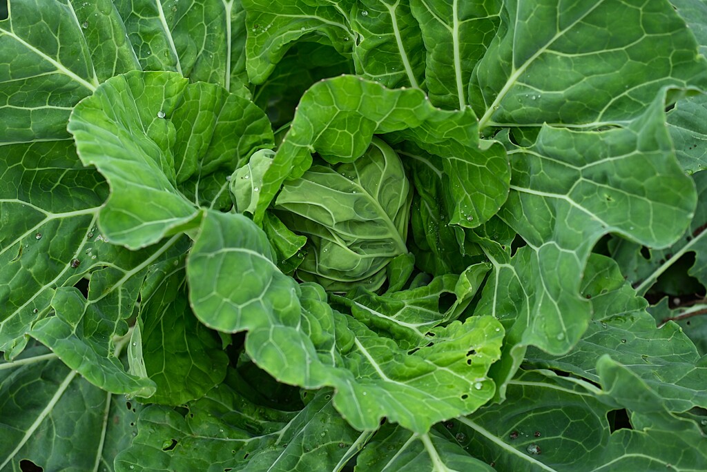 菜園・巻き始めたキャベツ