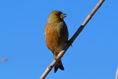 K川・ブタクサの種を食べるカワラヒワ