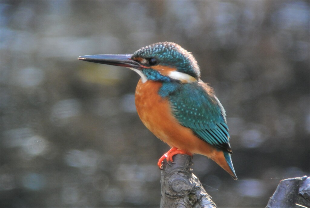 都内公園のカワセミ♂