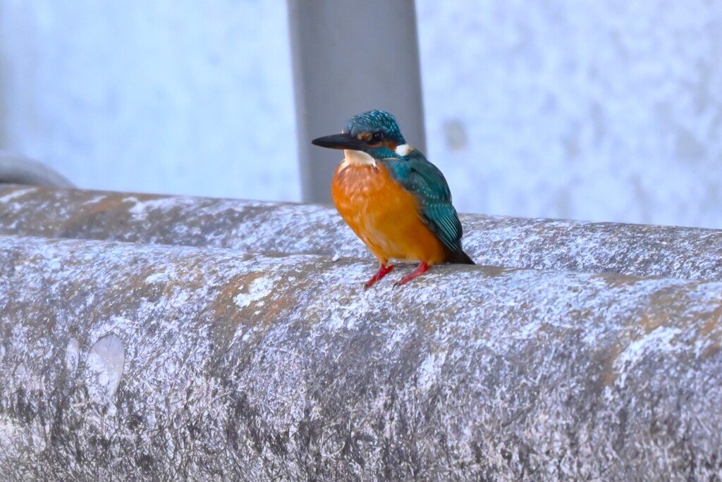 K川中流域・橋げたの配管に止まるカワセミ♂若
