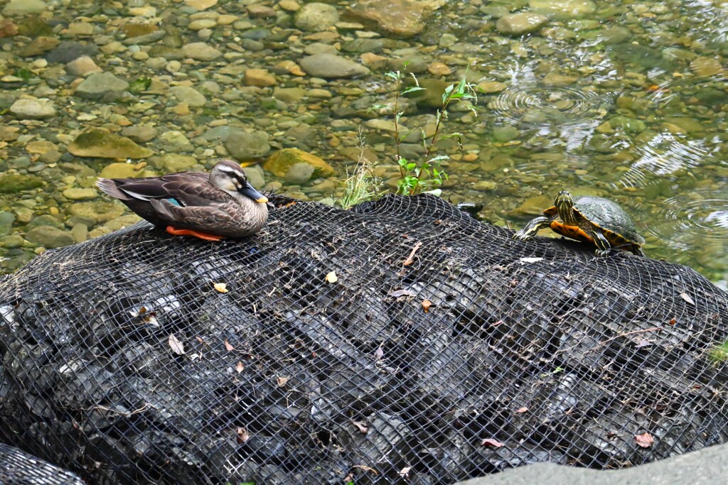 K川・カルガモとミシシッピアカミミガメ