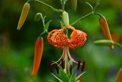 近所の花壇・オニユリ初めの一輪