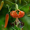 近所の花壇・オニユリ初めの一輪