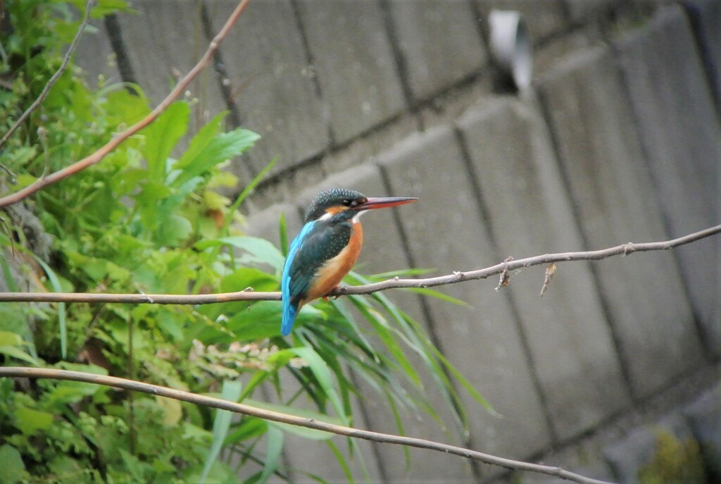 カワセミ♀
