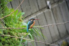 カワセミ♀