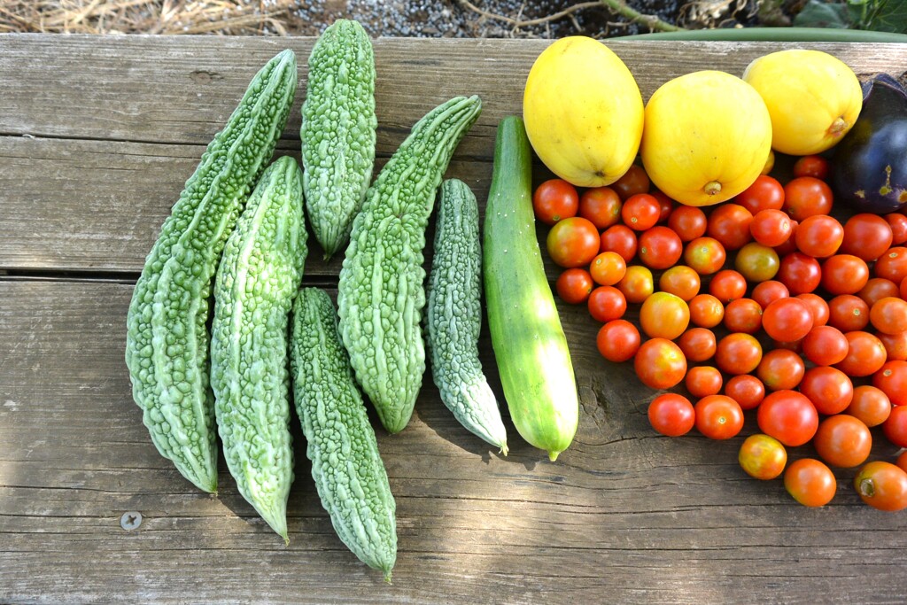 菜園・8月8日のニガウリなど収穫