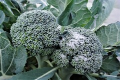 凍ったブロッコリー