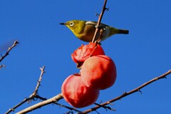 連絡道・柿の実を食べて満足のメジロ