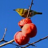 連絡道・柿の実を食べて満足のメジロ