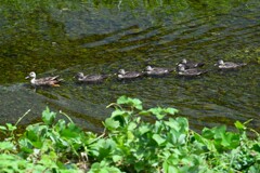 Ｋ川中流域・お母さんに並べ！6羽のカルガモひな