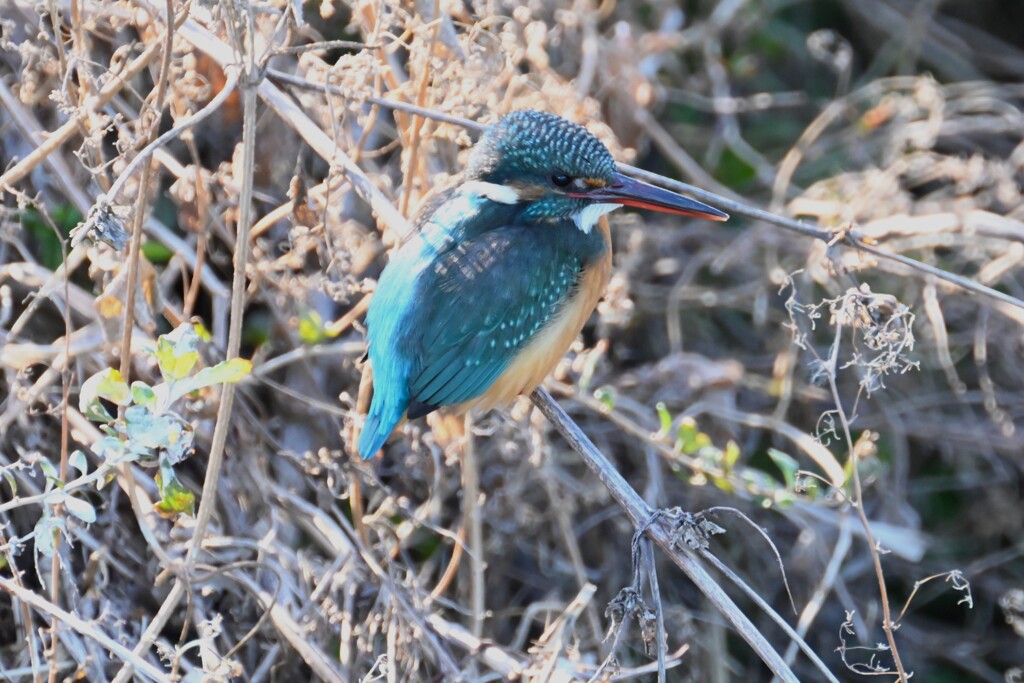 K川・下流のカワセミ♀ 