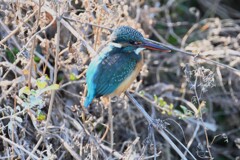 K川・下流のカワセミ♀ 