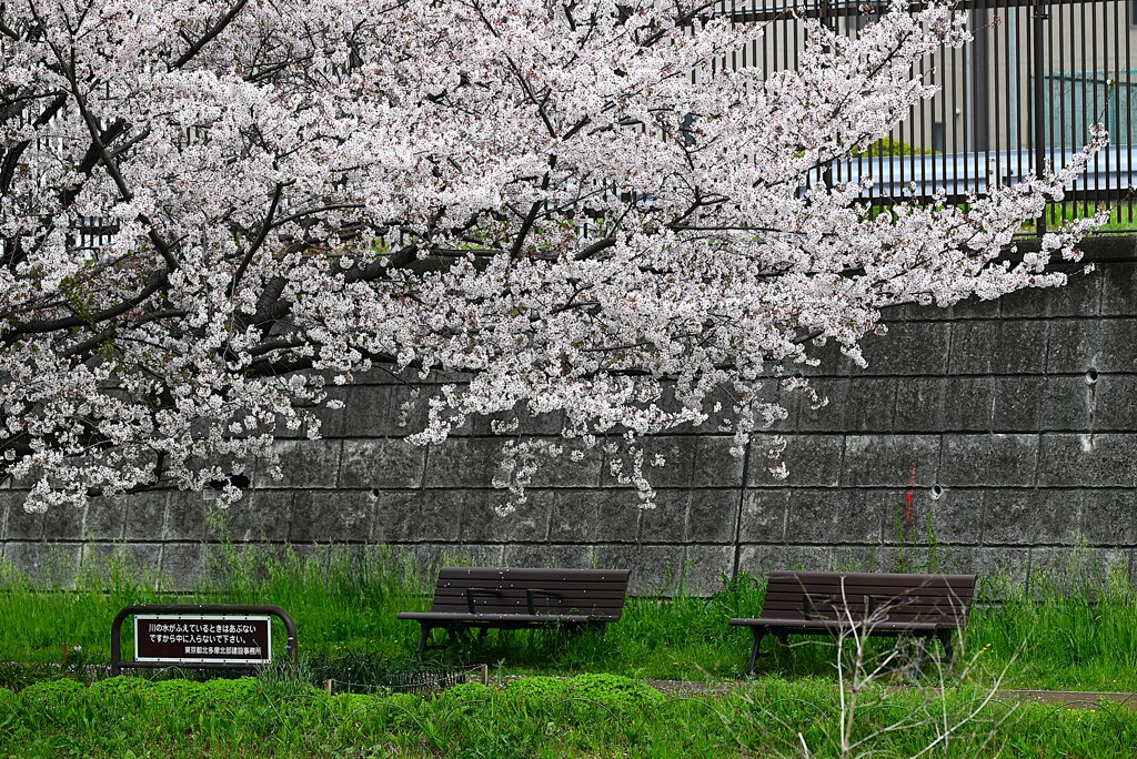 Ｋ川中流域・満開の桜の下で・・