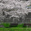 Ｋ川中流域・満開の桜の下で・・