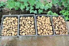 今日の収穫量25.4kg