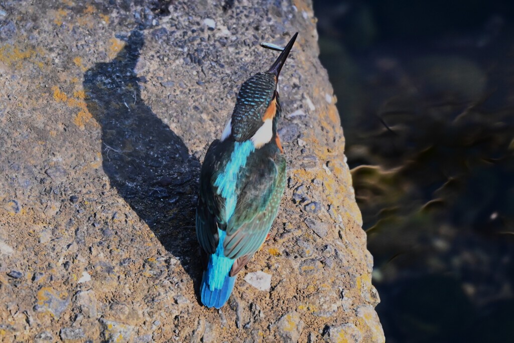 K川下流域・魚を食べるカワセミ♀若