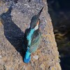 K川下流域・魚を食べるカワセミ♀若