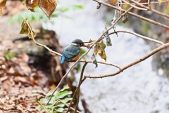用水路・カワセミ♀若 
