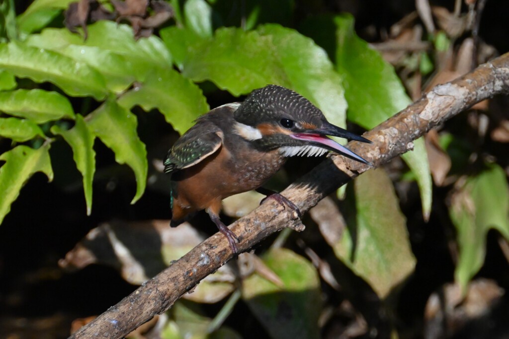 用水路・カワセミひなへの給餌（用水路で初見初撮り）