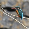 K川・中流域のカワセミ♀ 