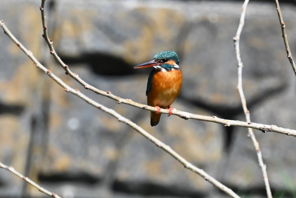 K川・中流域のカワセミ♀ 