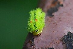 用水路・イラガの幼虫（電気虫）