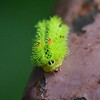用水路・イラガの幼虫（電気虫）