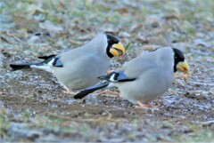 イカル,寒い霜の朝