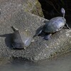 K川中流域・スッポン