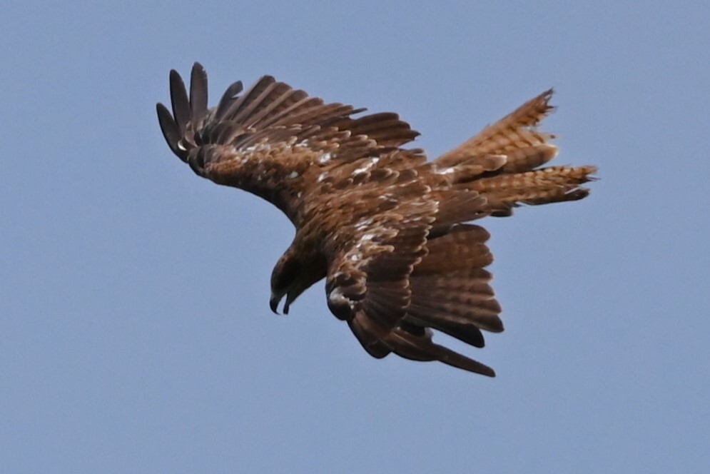 K川上空・珍しくトビが飛ぶ 