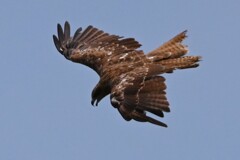 K川上空・珍しくトビが飛ぶ 
