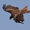 K川上空・珍しくトビが飛ぶ 