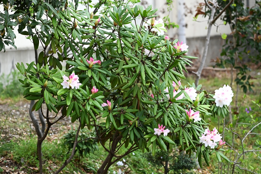 用水路・シャクナゲ