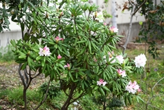 用水路・シャクナゲ
