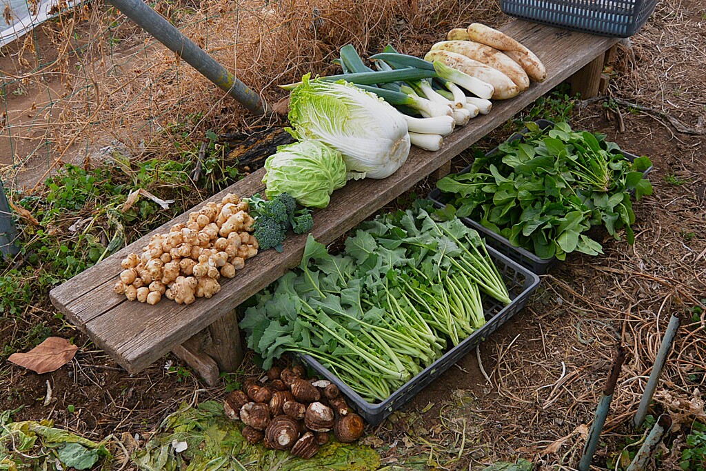 菜園・12月22日の全体収穫 