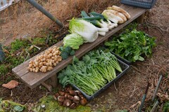 菜園・12月22日の全体収穫 