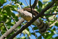 我が家を出て直ぐ・ツミ♀若鳥 