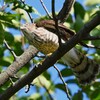 我が家を出て直ぐ・ツミ♀若鳥 