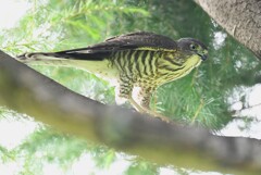 我が家の近所・ツミ若