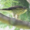 我が家の近所・ツミ若