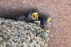ツバメ・新規発見！こちらも5羽のひな