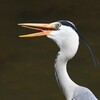 K川・のどを詰まらせたアオサギ